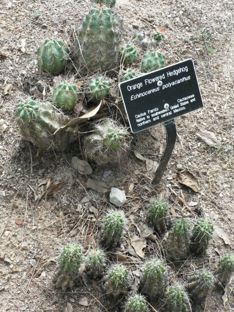 Fort Worth Botanical Gardens Cacti Garden - CactiGuide.com